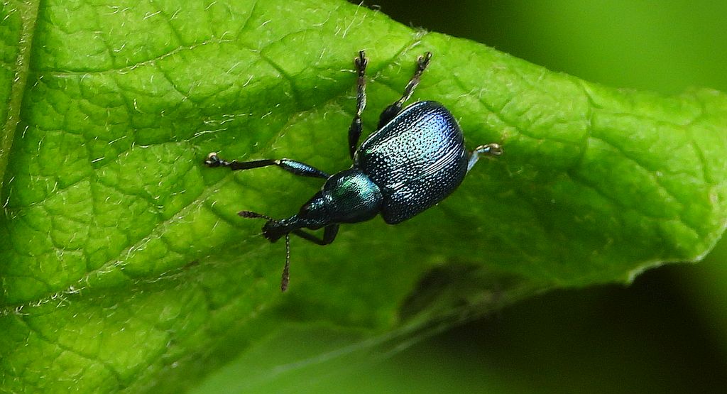 Tutkarz cygarowiec (Byctiscus betulae)