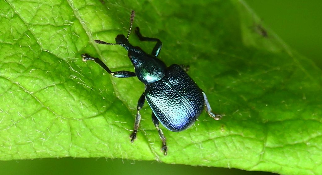 Tutkarz cygarowiec (Byctiscus betulae)