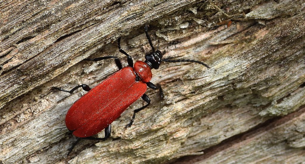 Ogniczek większy (Pyrochroa coccinea)