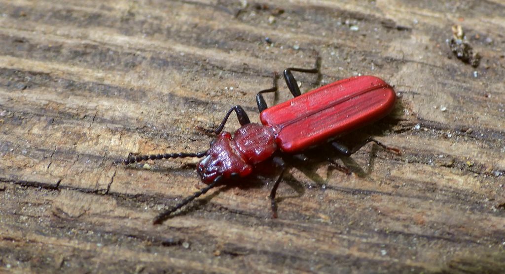 Zgniotek karmazynowy, zgniotek szkarłatny (Cucujus haematodes)