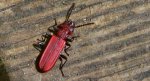 Zgniotek karmazynowy, zgniotek szkarłatny (Cucujus haematodes)