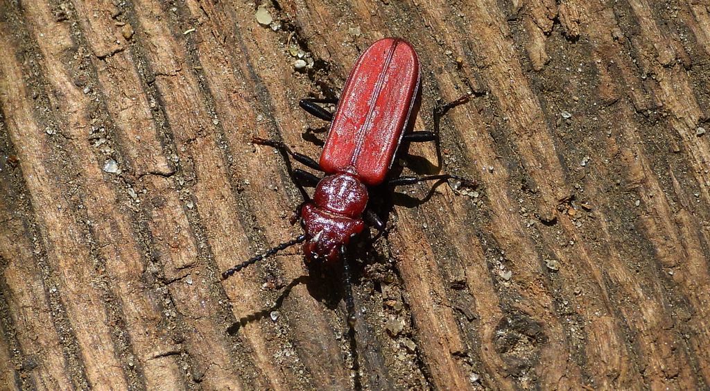 Zgniotek karmazynowy, zgniotek szkarłatny (Cucujus haematodes)