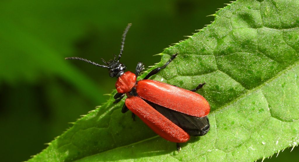 Ogniczek większy (Pyrochroa coccinea)