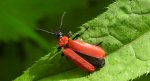 Ogniczek większy (Pyrochroa coccinea)
