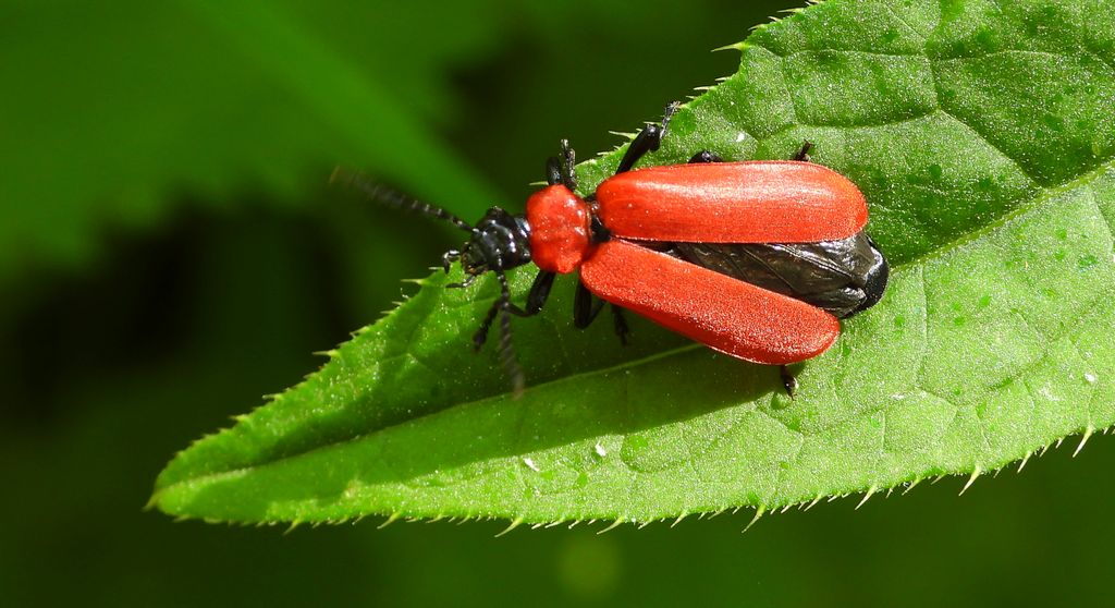 Ogniczek większy (Pyrochroa coccinea)