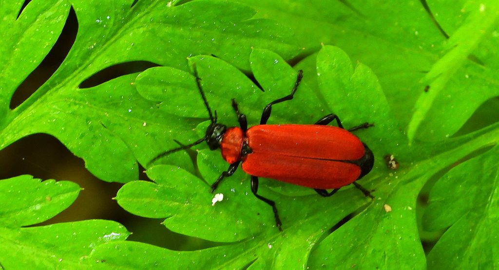 Ogniczek większy (Pyrochroa coccinea)