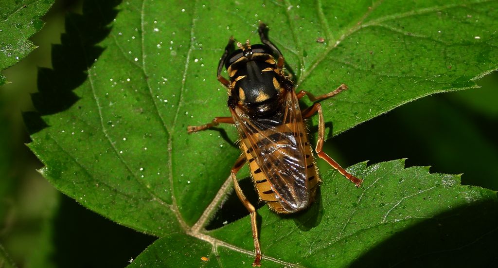 Morsznica osowata (Temnostoma vespiforme)