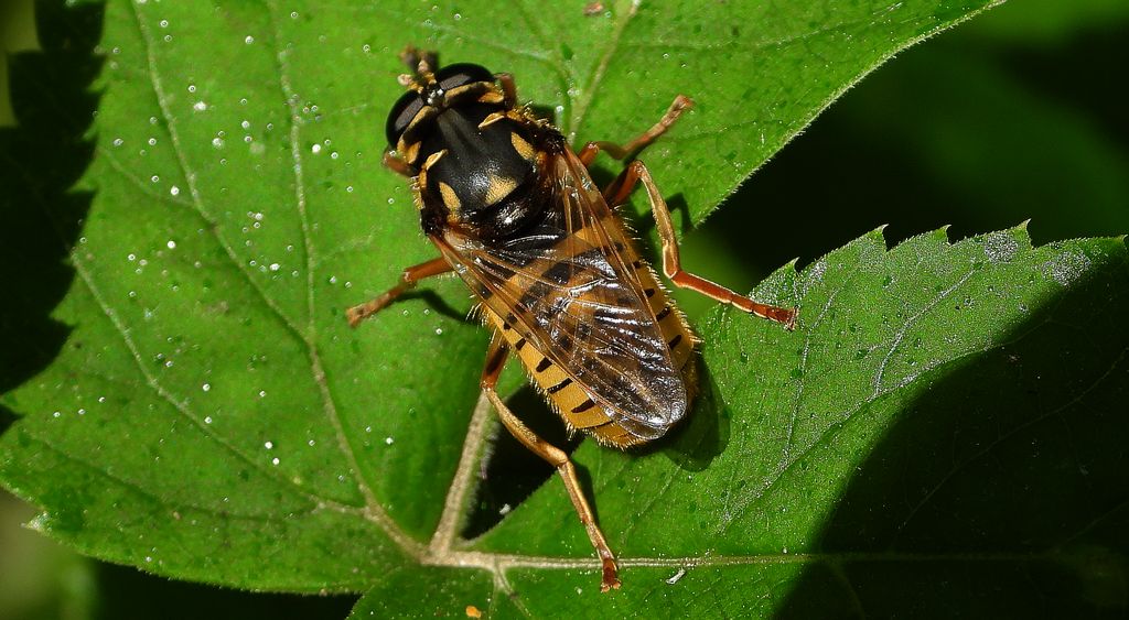 Morsznica osowata (Temnostoma vespiforme)