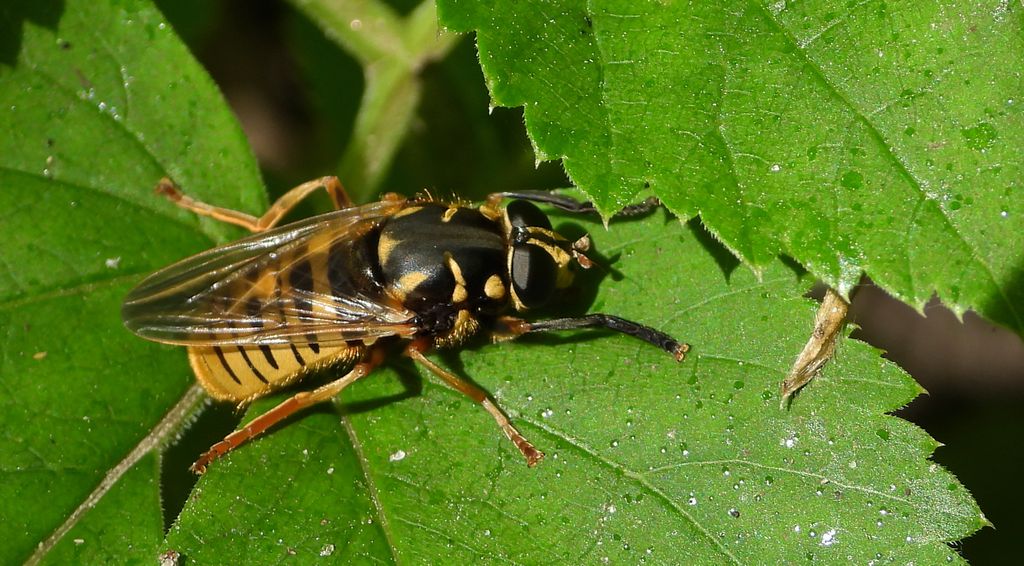Morsznica osowata (Temnostoma vespiforme)