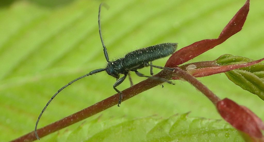 Zgrzytnica (Agapanthia intermedia)