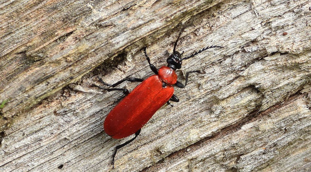 Ogniczek większy (Pyrochroa coccinea)
