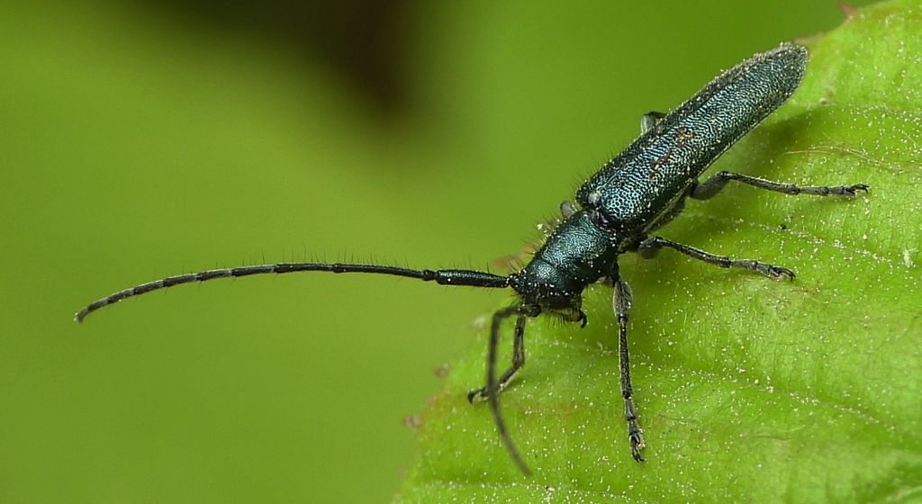 Zgrzytnica (Agapanthia intermedia)