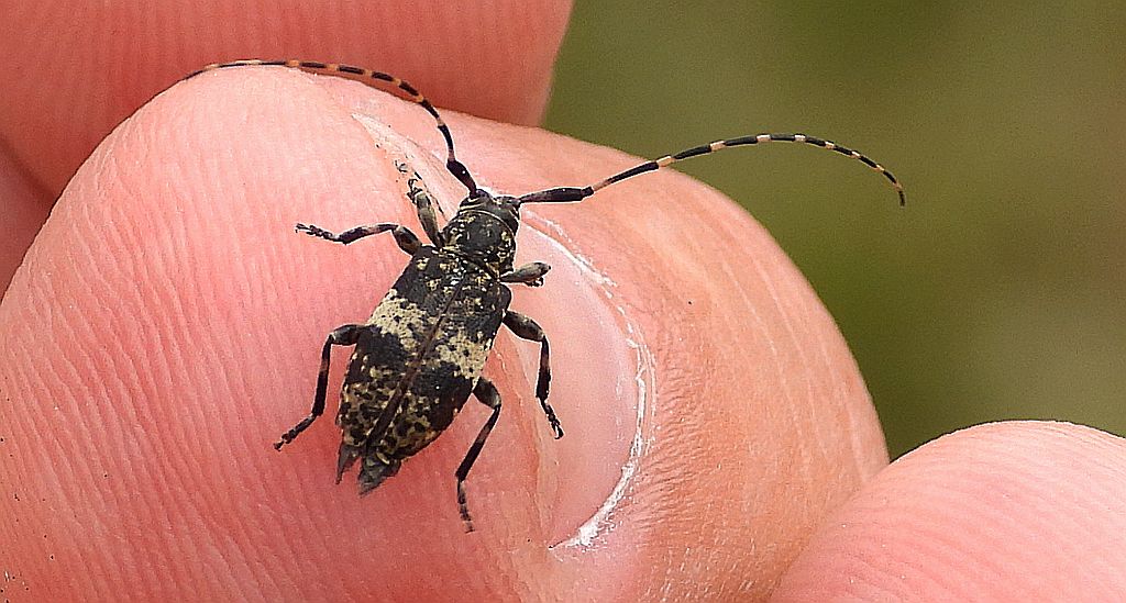 Capoń bukowiec (Leiopus linnei)