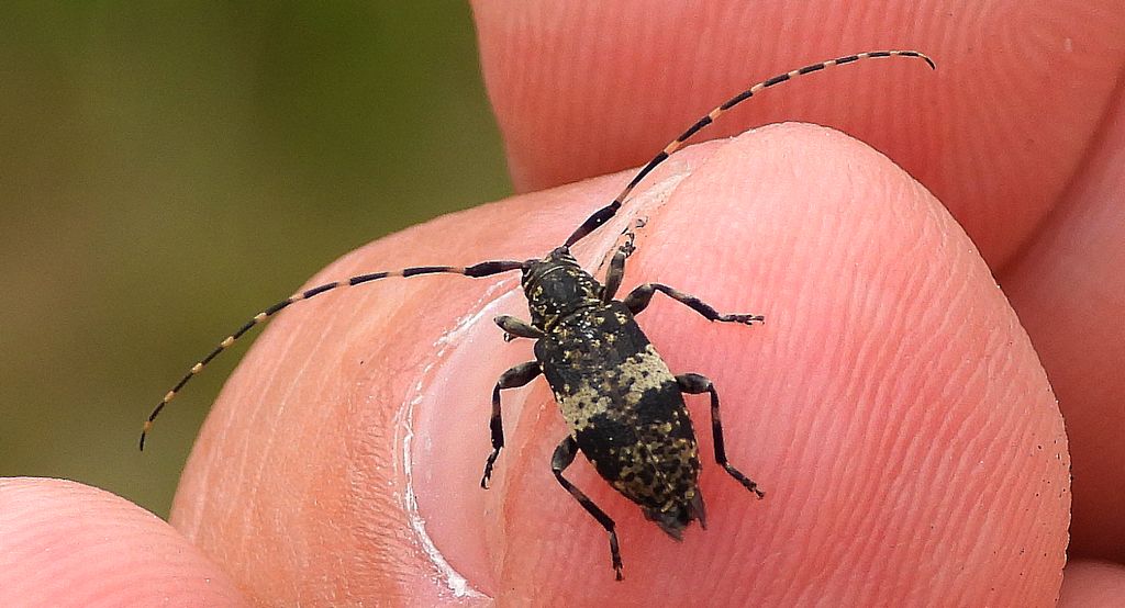 Capoń bukowiec (Leiopus linnei)