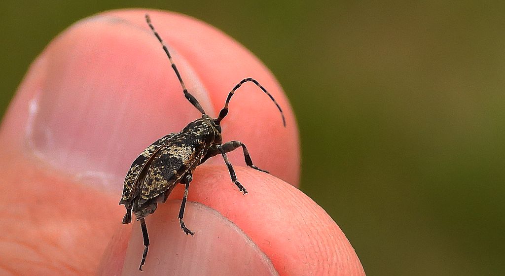 Capoń bukowiec (Leiopus linnei)