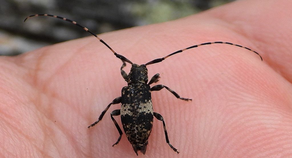 Capoń bukowiec (Leiopus linnei)