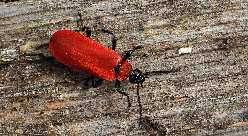 Ogniczek większy (Pyrochroa coccinea)