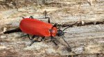 Ogniczek większy (Pyrochroa coccinea)