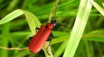 Ogniczek większy (Pyrochroa coccinea)