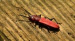 Zgniotek karmazynowy, zgniotek szkarłatny (Cucujus haematodes)