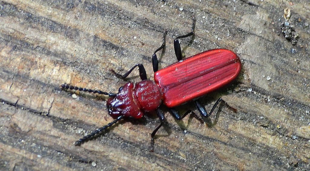 Zgniotek karmazynowy, zgniotek szkarłatny (Cucujus haematodes)