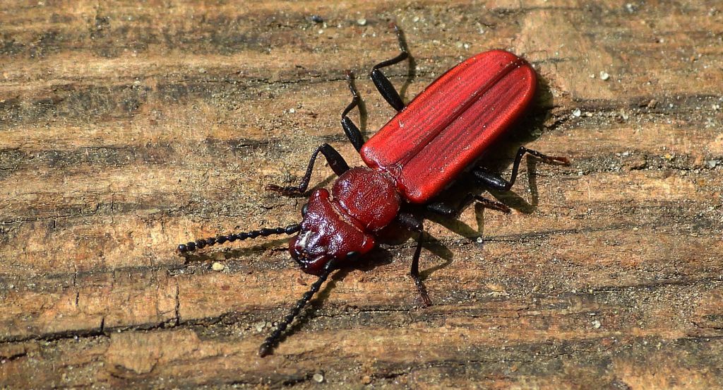 Zgniotek karmazynowy, zgniotek szkarłatny (Cucujus haematodes)