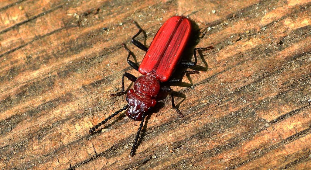 Zgniotek karmazynowy, zgniotek szkarłatny (Cucujus haematodes)