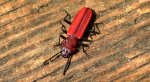 Zgniotek karmazynowy, zgniotek szkarłatny (Cucujus haematodes)