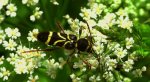 Biegowiec klonowy (Cyrtoclytus capra)