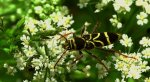 Biegowiec klonowy (Cyrtoclytus capra)