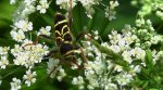 Biegowiec klonowy (Cyrtoclytus capra)