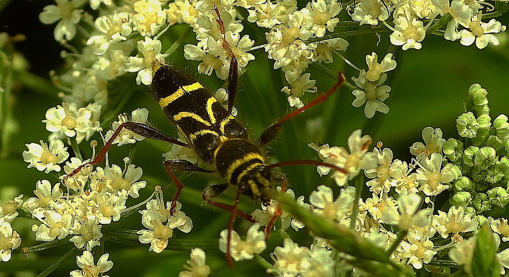 Biegowiec klonowy (Cyrtoclytus capra)