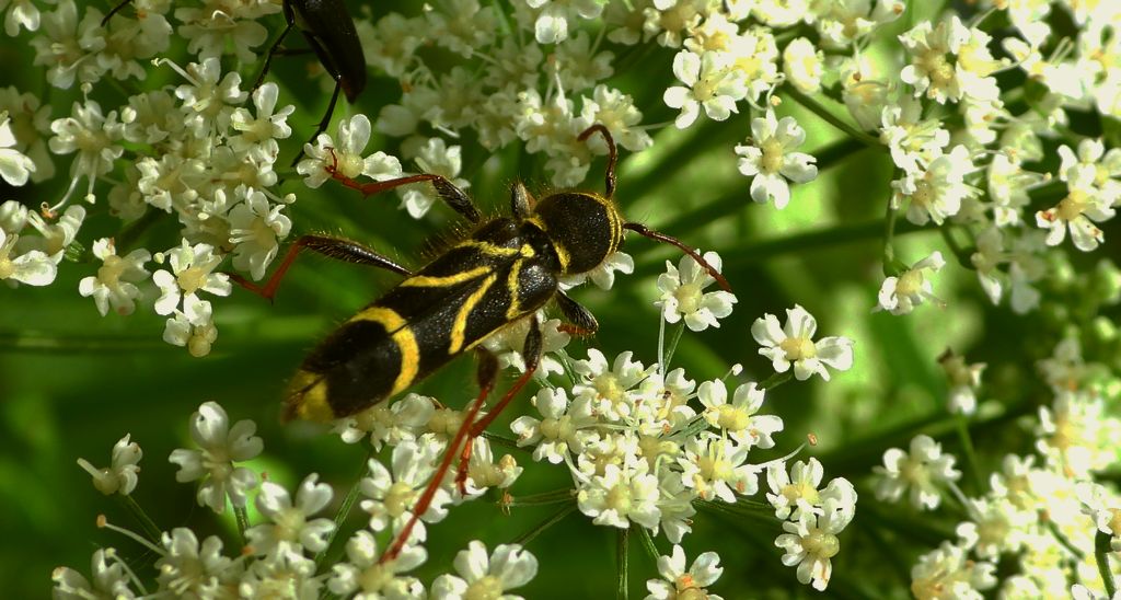 Biegowiec klonowy (Cyrtoclytus capra)
