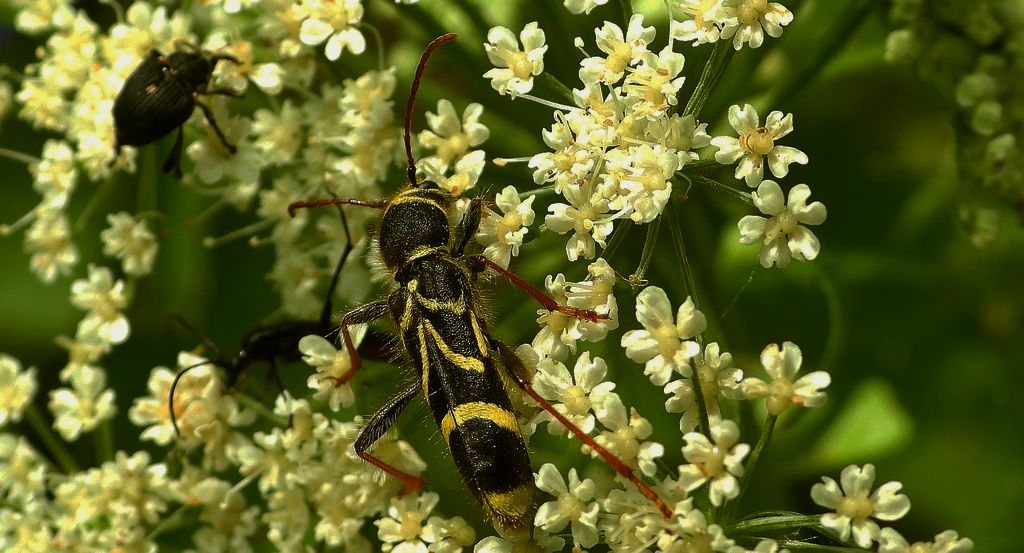 Biegowiec klonowy (Cyrtoclytus capra)