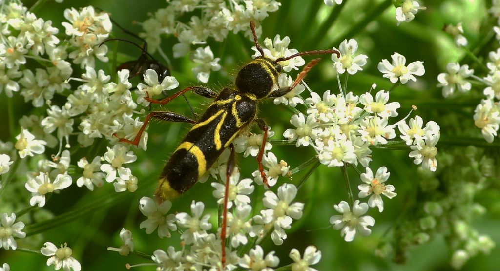Biegowiec klonowy (Cyrtoclytus capra)