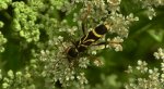 Biegowiec klonowy (Cyrtoclytus capra)