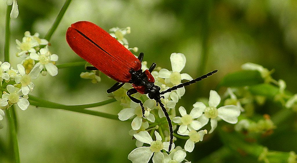 Karmazynek - Lygistopterus sanguineus