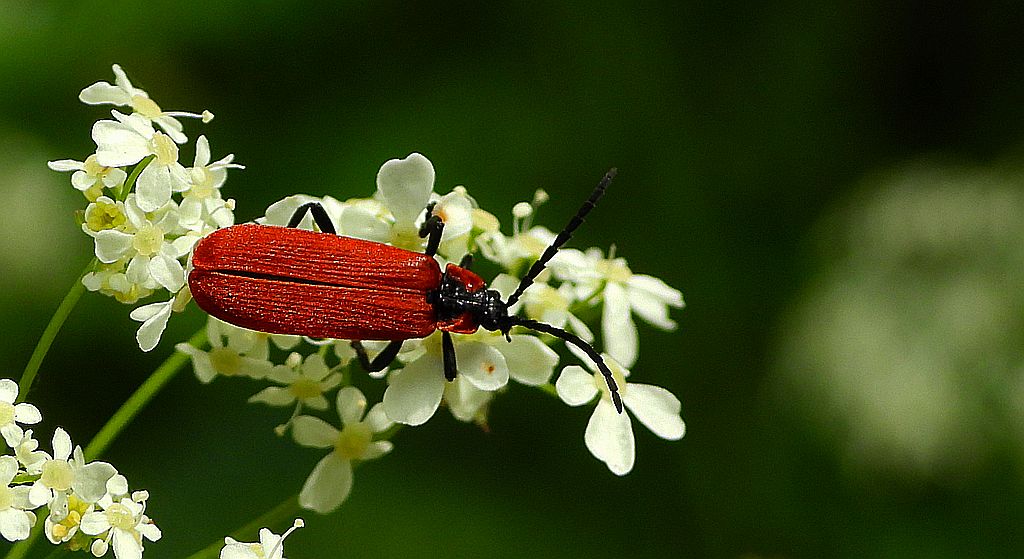 Karmazynek - Lygistopterus sanguineus