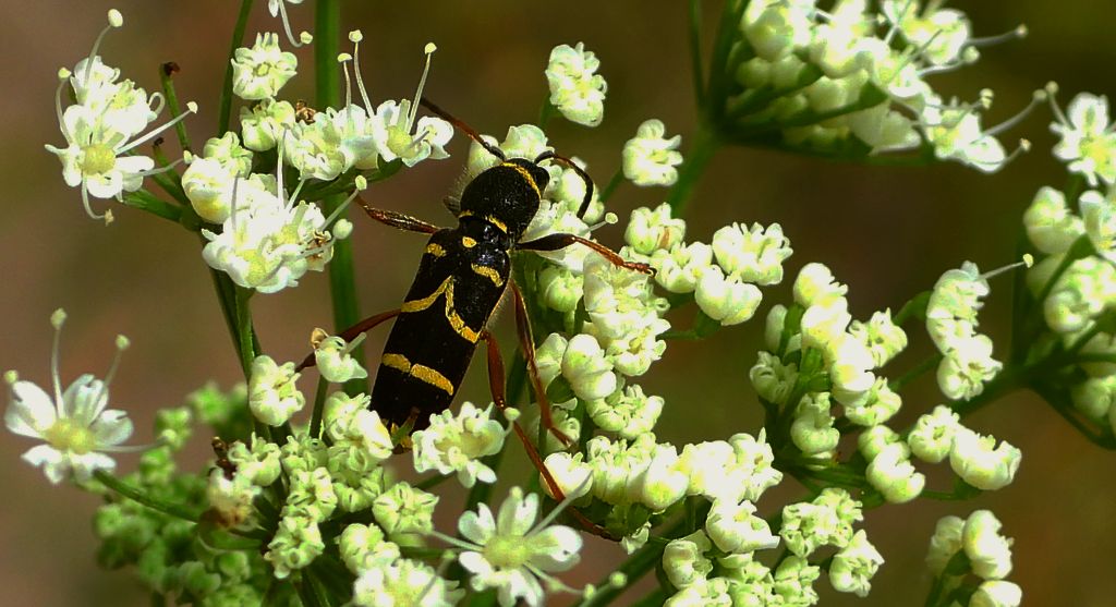 Biegowiec osowaty (Clytus arietis)