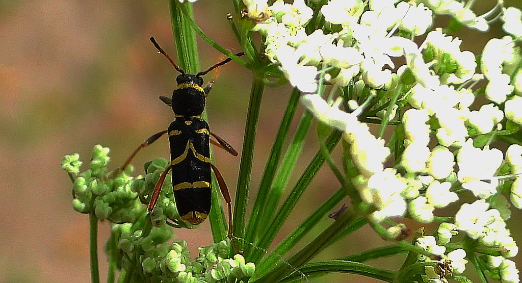 Biegowiec osowaty (Clytus arietis)