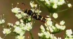 Biegowiec osowaty (Clytus arietis)