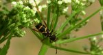 Biegowiec osowaty (Clytus arietis)