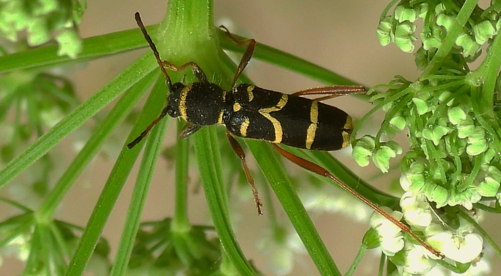 Biegowiec osowaty (Clytus arietis)