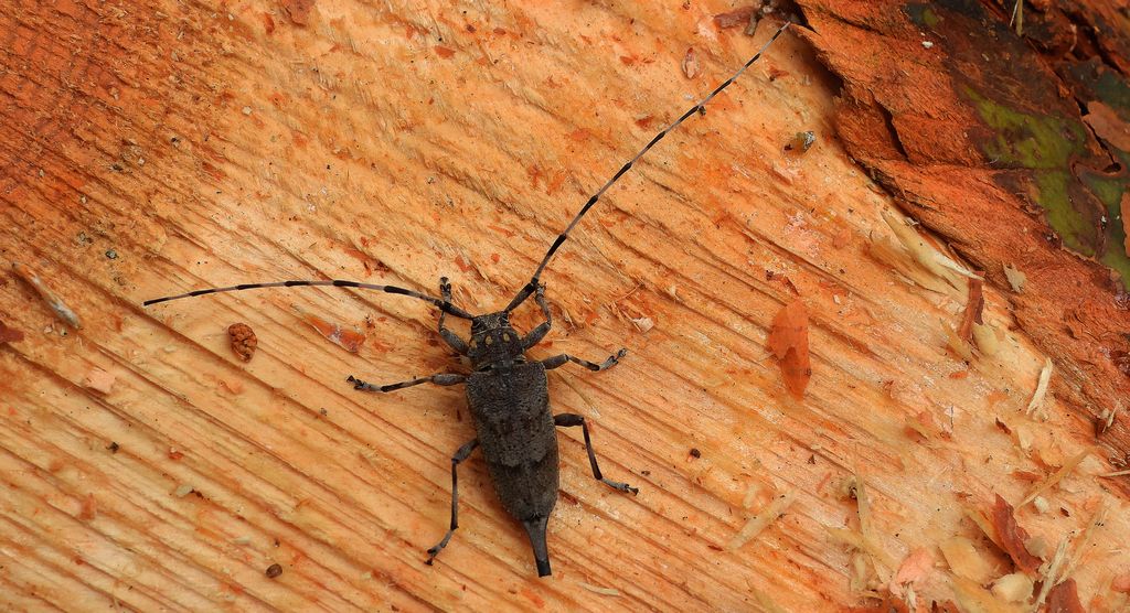 Tycz cieśla (Acanthocinus aedilis)