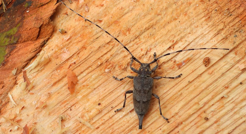 Tycz cieśla (Acanthocinus aedilis)