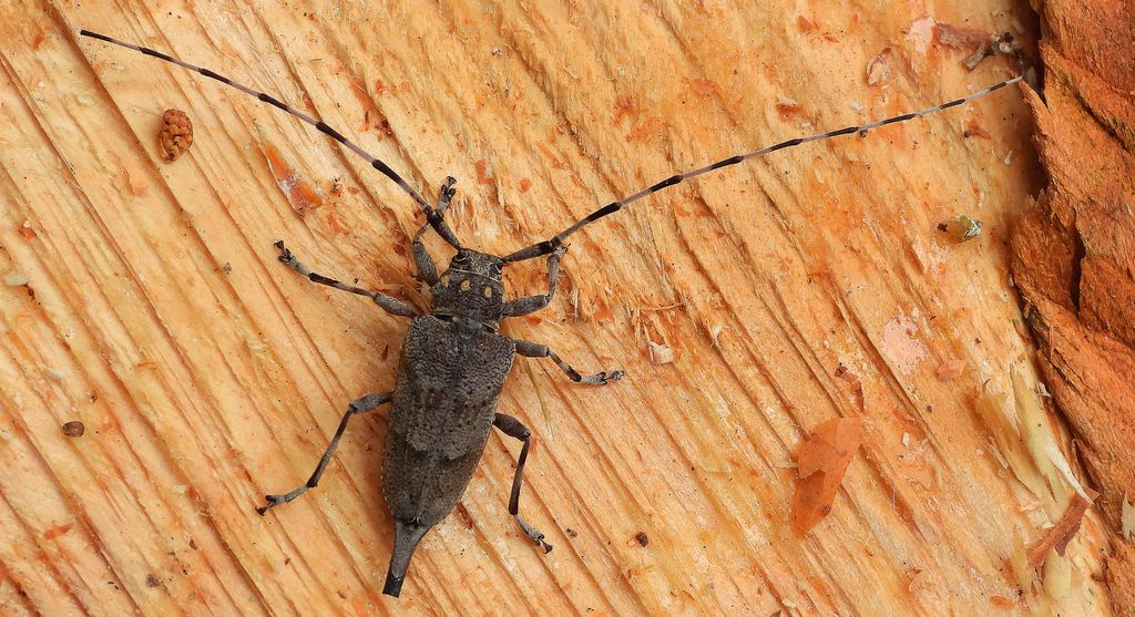 Tycz cieśla (Acanthocinus aedilis)