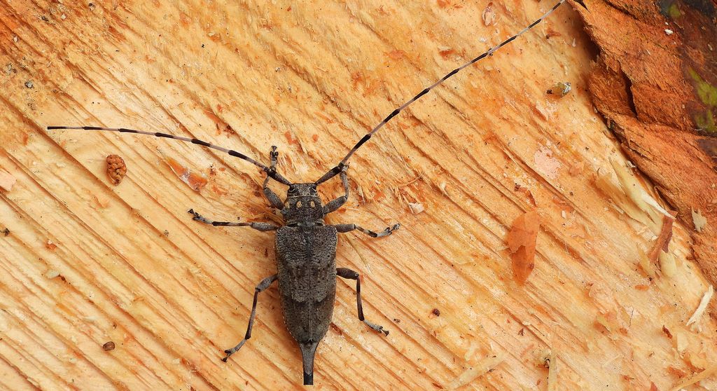 Tycz cieśla (Acanthocinus aedilis)