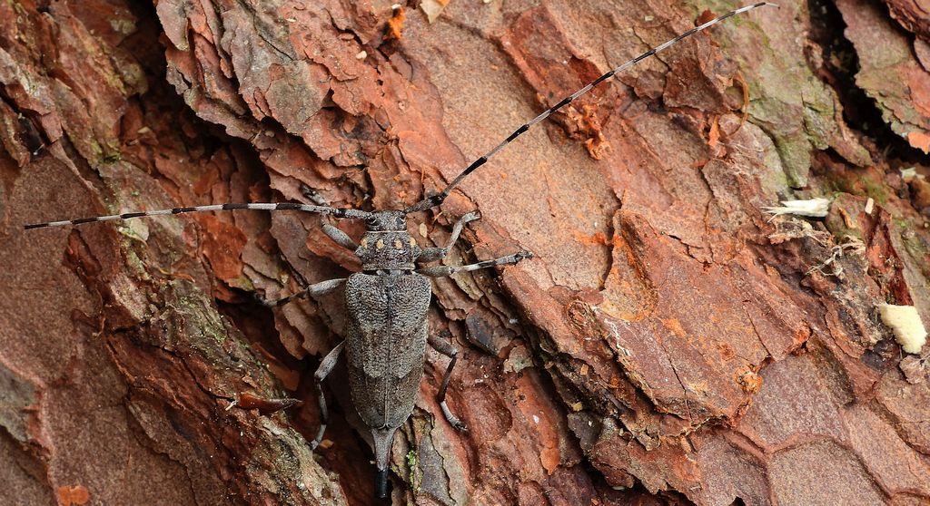 Tycz cieśla (Acanthocinus aedilis)
