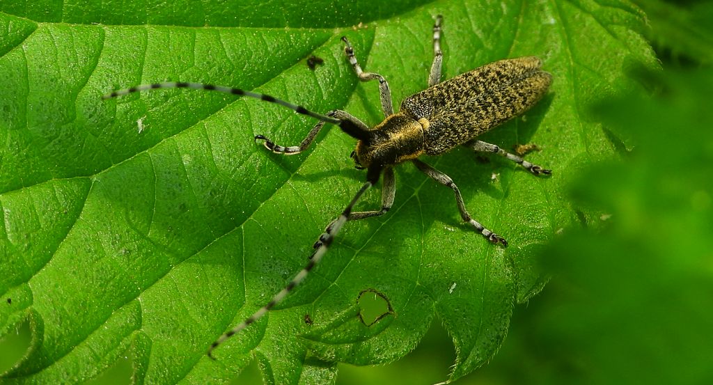Zgrzytnica zielonkawowłosa (Agapanthia villosoviridescens)
