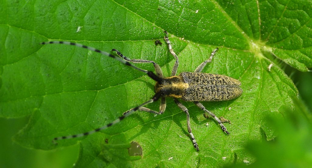 Zgrzytnica zielonkawowłosa (Agapanthia villosoviridescens)